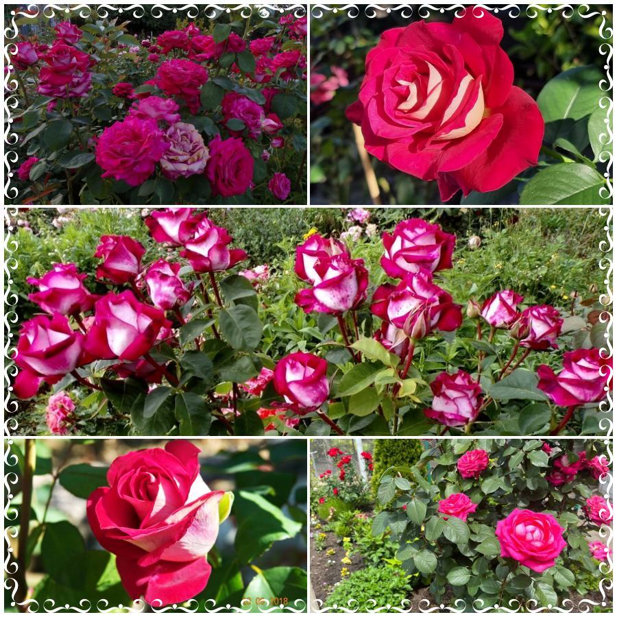 Monica Bellucci róże wielkokwiatowe